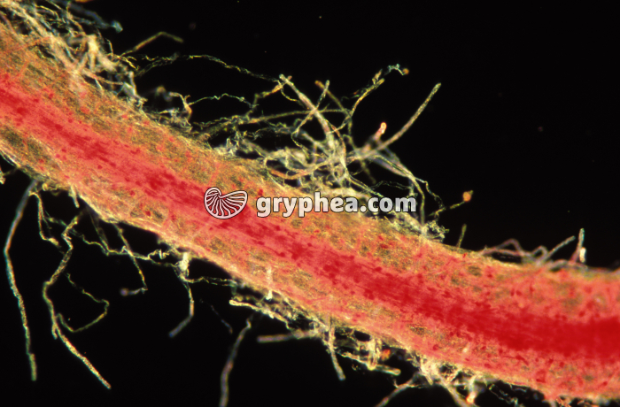 Racine de Pavot avec poils absorbants x25 - gryphea.com